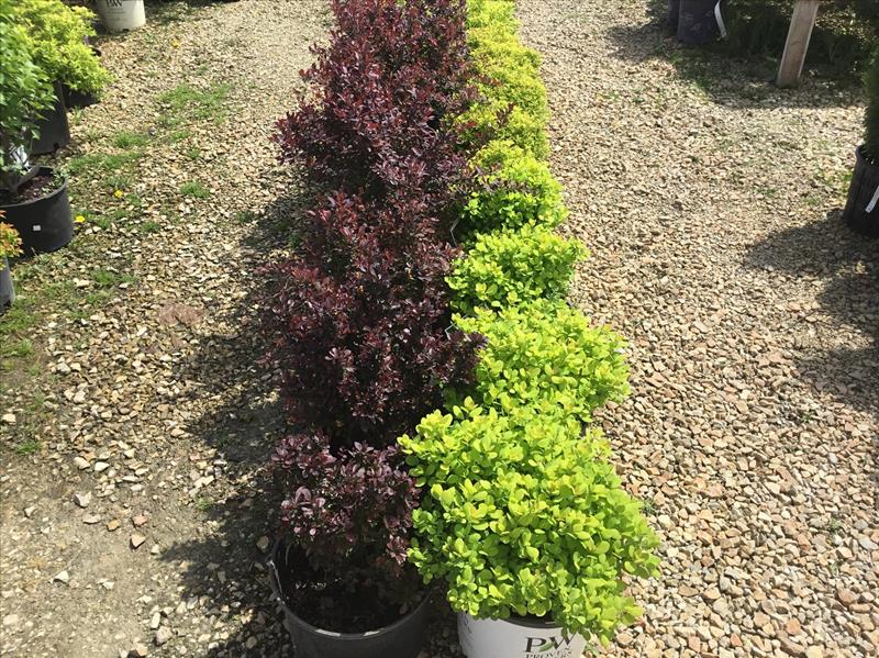 Reiff's Farmstand Greenhouse Floyd, IA