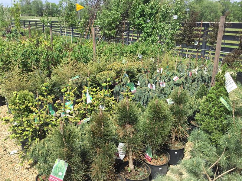 Reiff's Farmstand Greenhouse Floyd, IA