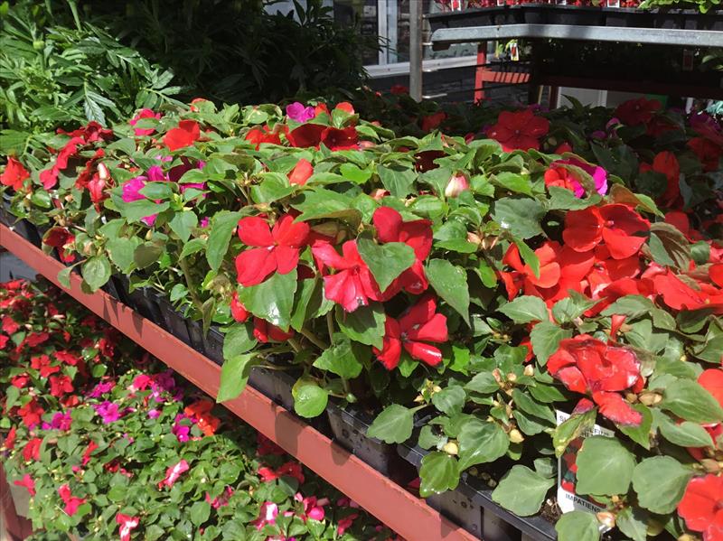 Reiff's Farmstand Greenhouse Floyd, IA