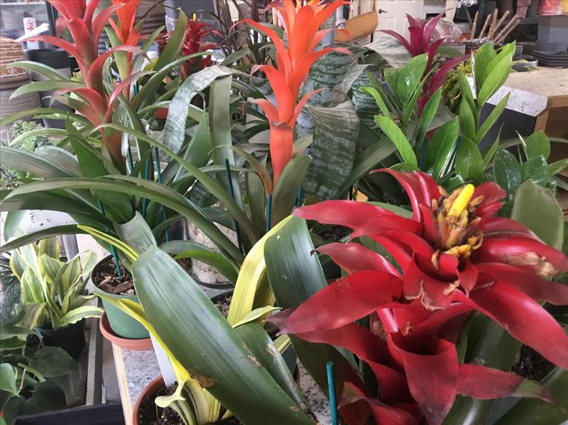 Reiff's Farmstand Greenhouse Floyd, IA