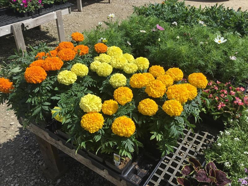 Reiff's Farmstand Greenhouse Floyd, IA